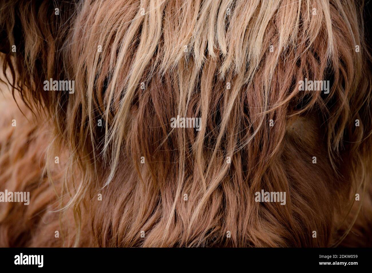 Highland mucca vicino fino Foto Stock