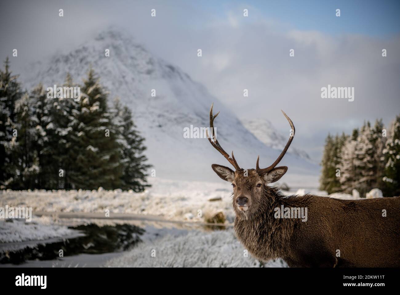 Stag si trova orgogliosamente di fronte a Buachaille Etive Mor a Glencoe in una perfetta giornata di inverni innevati. Foto Stock