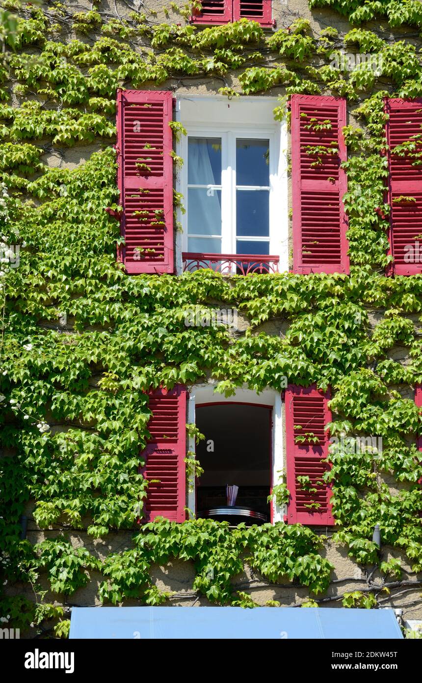 Impianti di arrampicata, Creeper, Ampelopsis, uva Selvatica o Amur Peppervine & persiane in legno di casa tradizionale a Grimaud Var Provence Francia Foto Stock