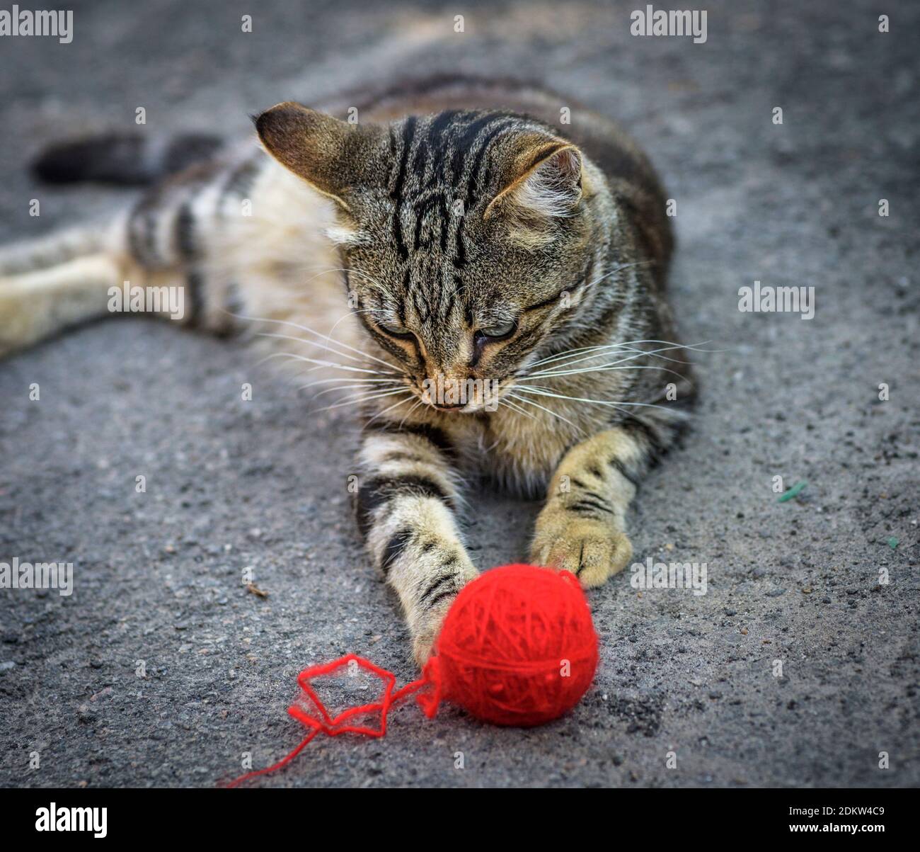cat playing with wool