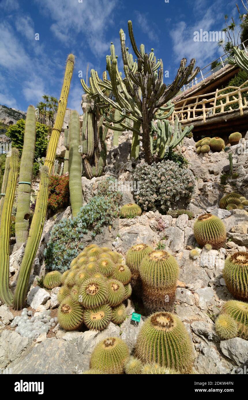 Esposizione di Cactus, Cactus e Succulents nel Jardin Exotique de Monaco, Giardino esotico o Giardino Botanico Monaco Foto Stock