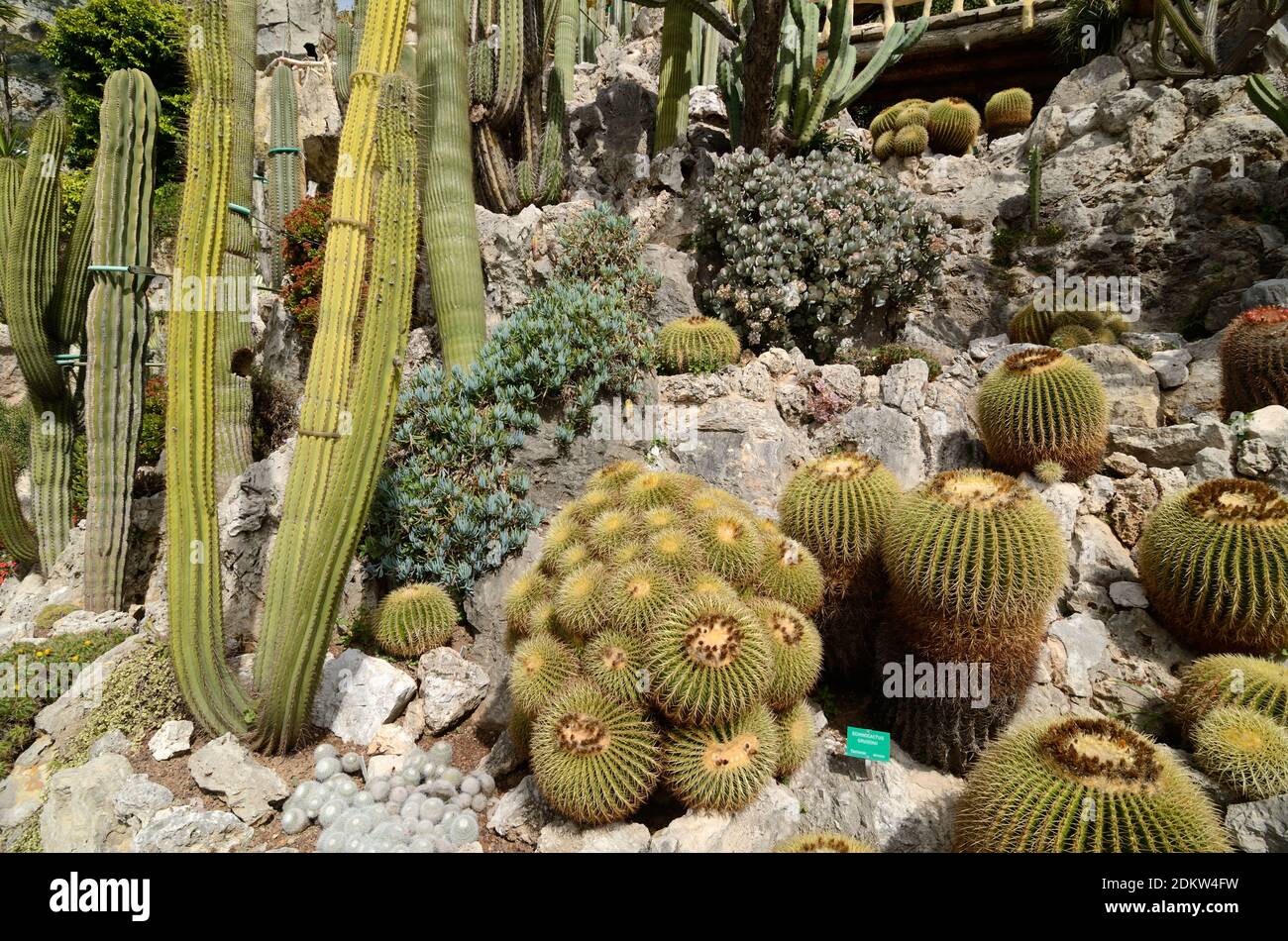 Esposizione di Cactus, Cactus e Succulents nel Jardin Exotique de Monaco, Giardino esotico o Giardino Botanico Monaco Foto Stock