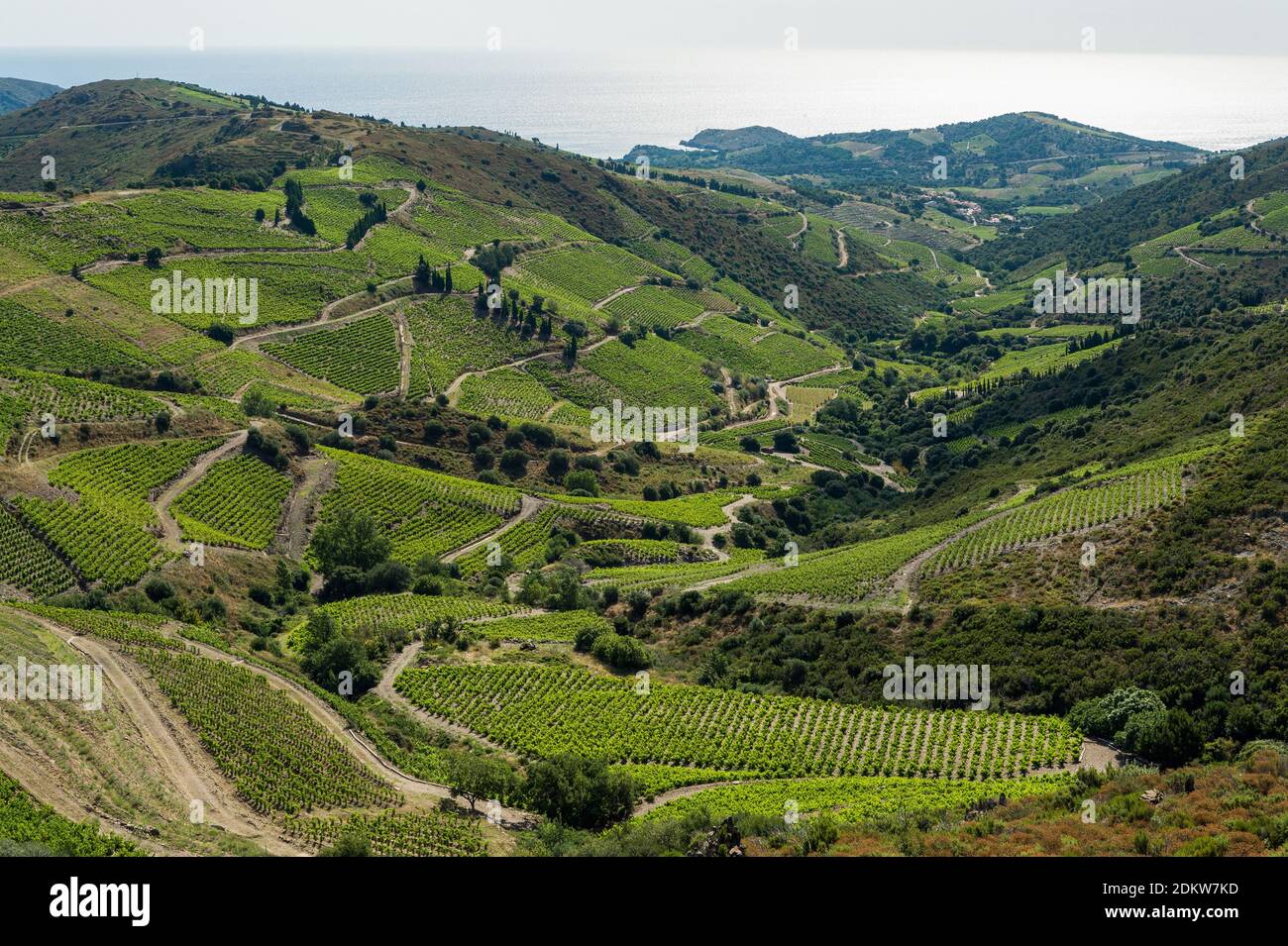 Vigneti nella città di Port Vendres, lungo la costa della Costa Vermeille Foto Stock