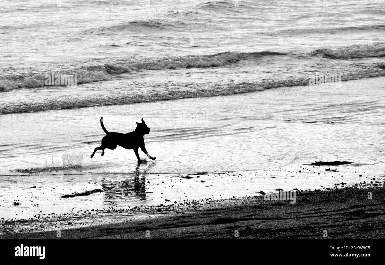 Silhouette di un cane che corre liberamente su una spiaggia contro le onde dell'oceano in bianco e nero Foto Stock