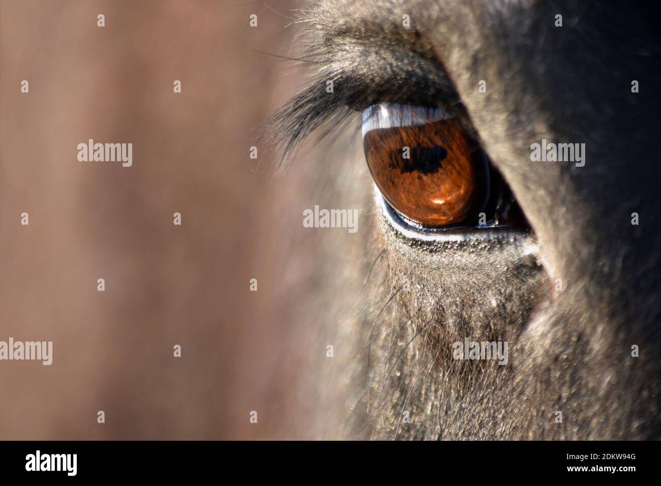 Primo piano dell'occhio di un cavallo che riflette la luce del sole Foto Stock