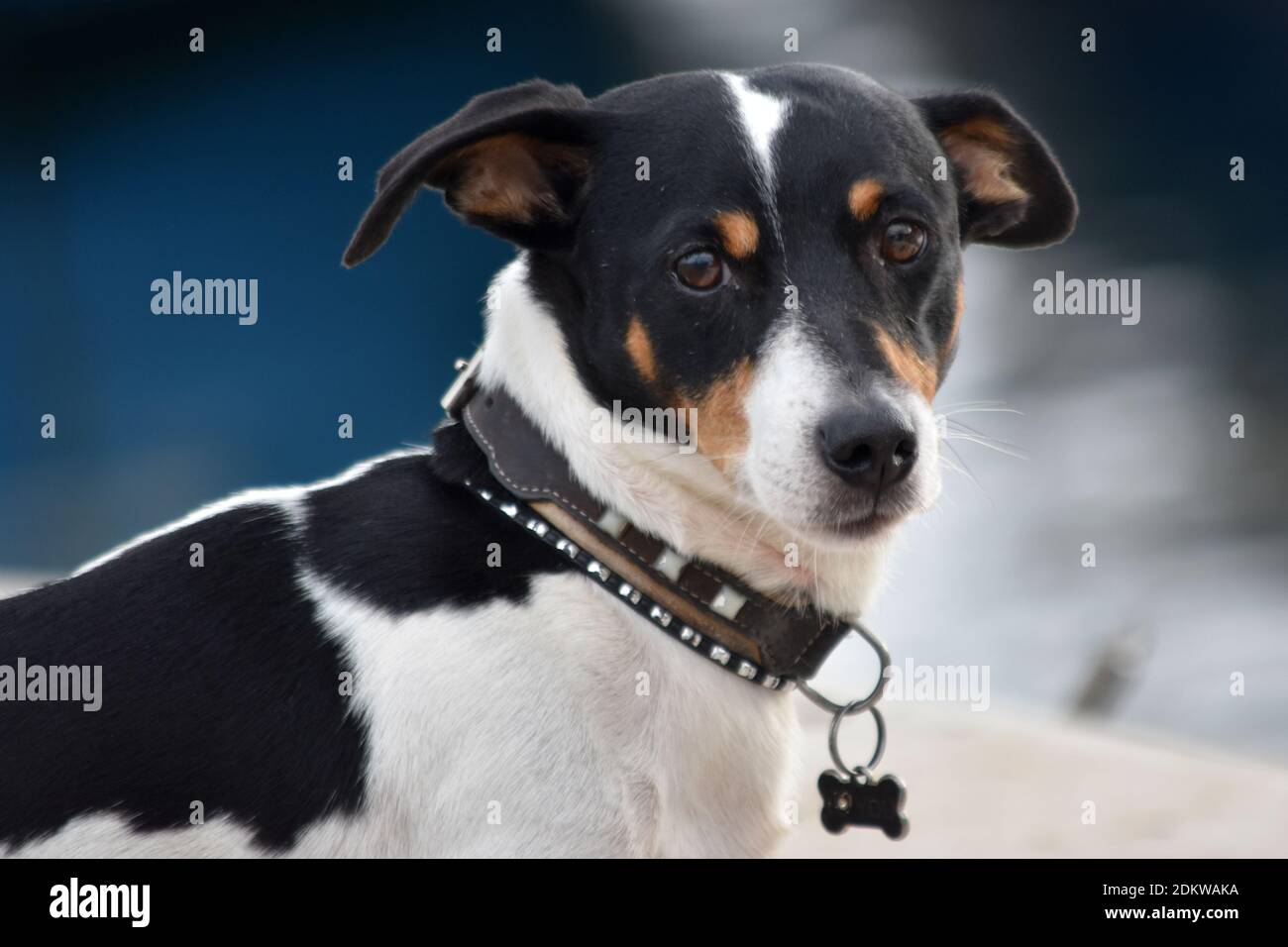 Jack Russell, cane che indossa un collare e guarda la macchina fotografica nel porto di Cannes, Costa Azzurra Foto Stock