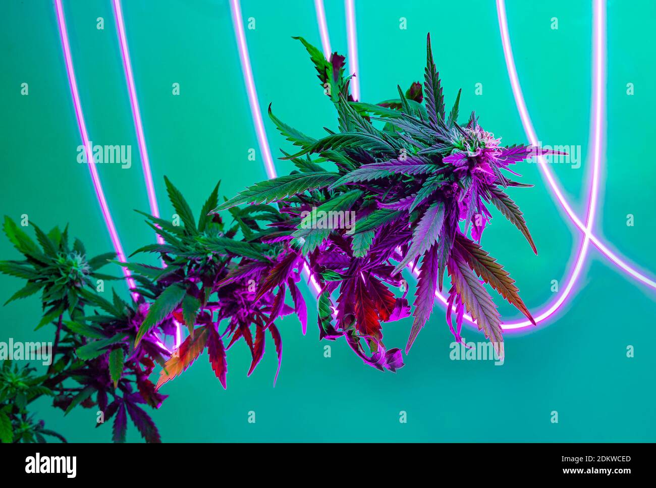 Pianta di marijuana in fiore viola con tracce di effetto luce fluorescente alogena. Canapa di cannabis con luce libera su sfondo turchese. Nuovo progressivo Foto Stock