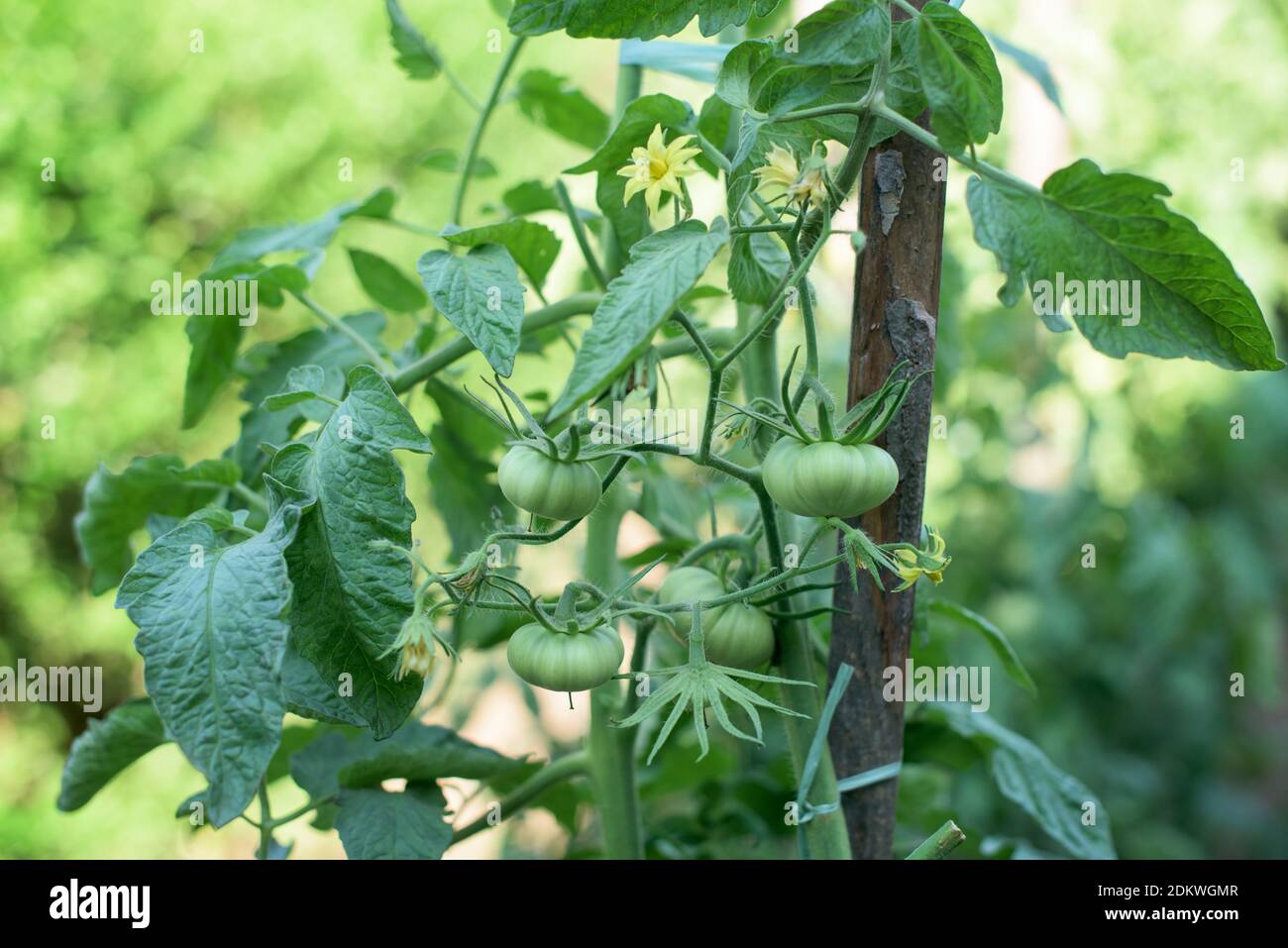 Un banch di pianta di pomodoro con molto verdure verdi e fiori in un giardino Foto Stock