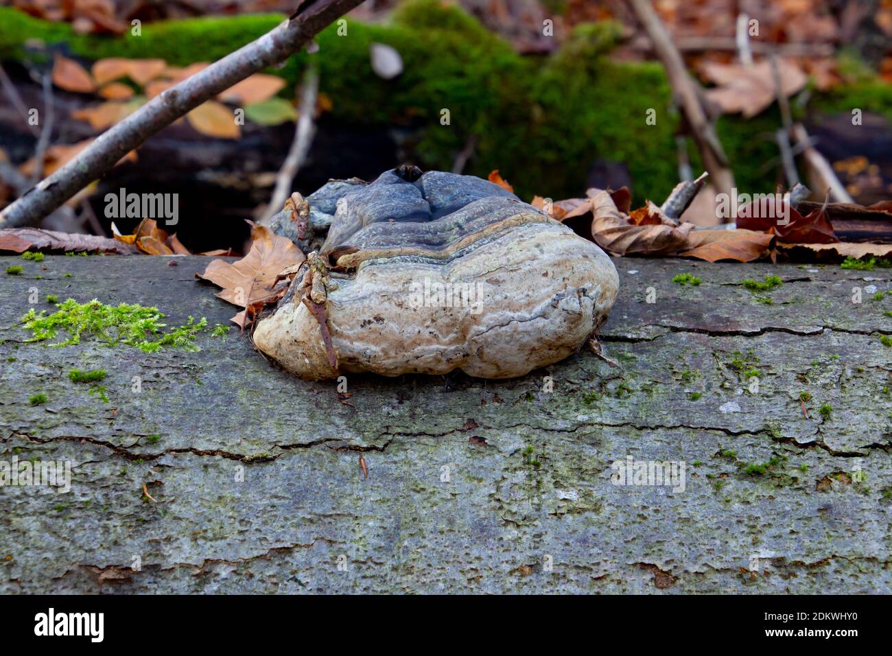 Vista laterale di una cintura rossa conk, nota anche come fomitopsis pinicola o fungo di decadimento dello stelo Foto Stock