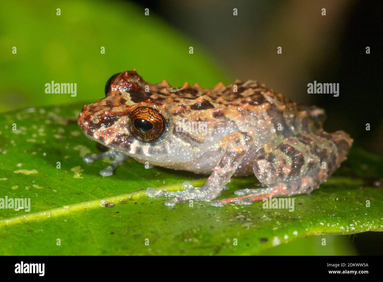 Una piccola rana Pristimantis minimus nella foresta pluviale montana nella Cordillera del Condor, l'Amazzonia ecuadoriana. Un'area di biodiversità eccezionalmente elevata Foto Stock