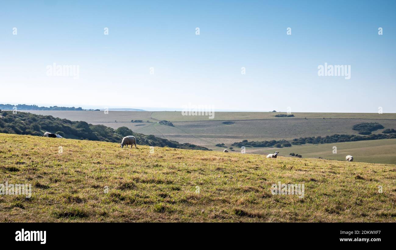 Allevamento ovino, Sussex, Inghilterra. Pascolo delle pecore sulle colline ondulate delle zone rurali di South Downs sulla costa inglese del sud vicino a Eastbourne. Foto Stock