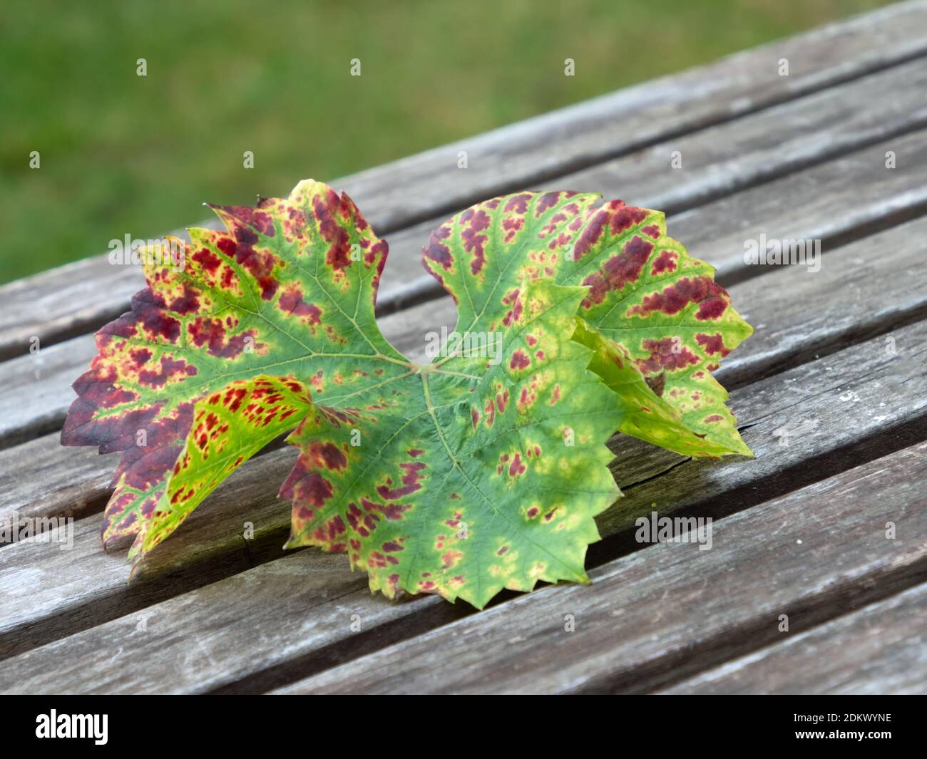 Primo piano di una foglia di vite in colorazione autunnale su legno Foto Stock