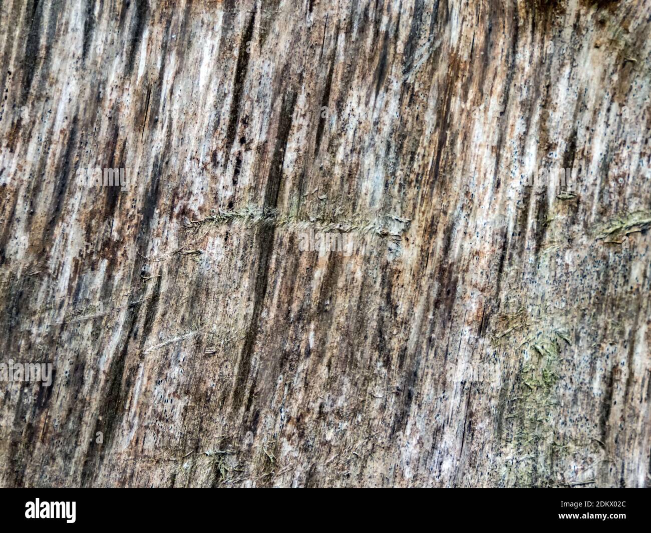 primo piano di legno con spazio per testo o immagine Foto Stock