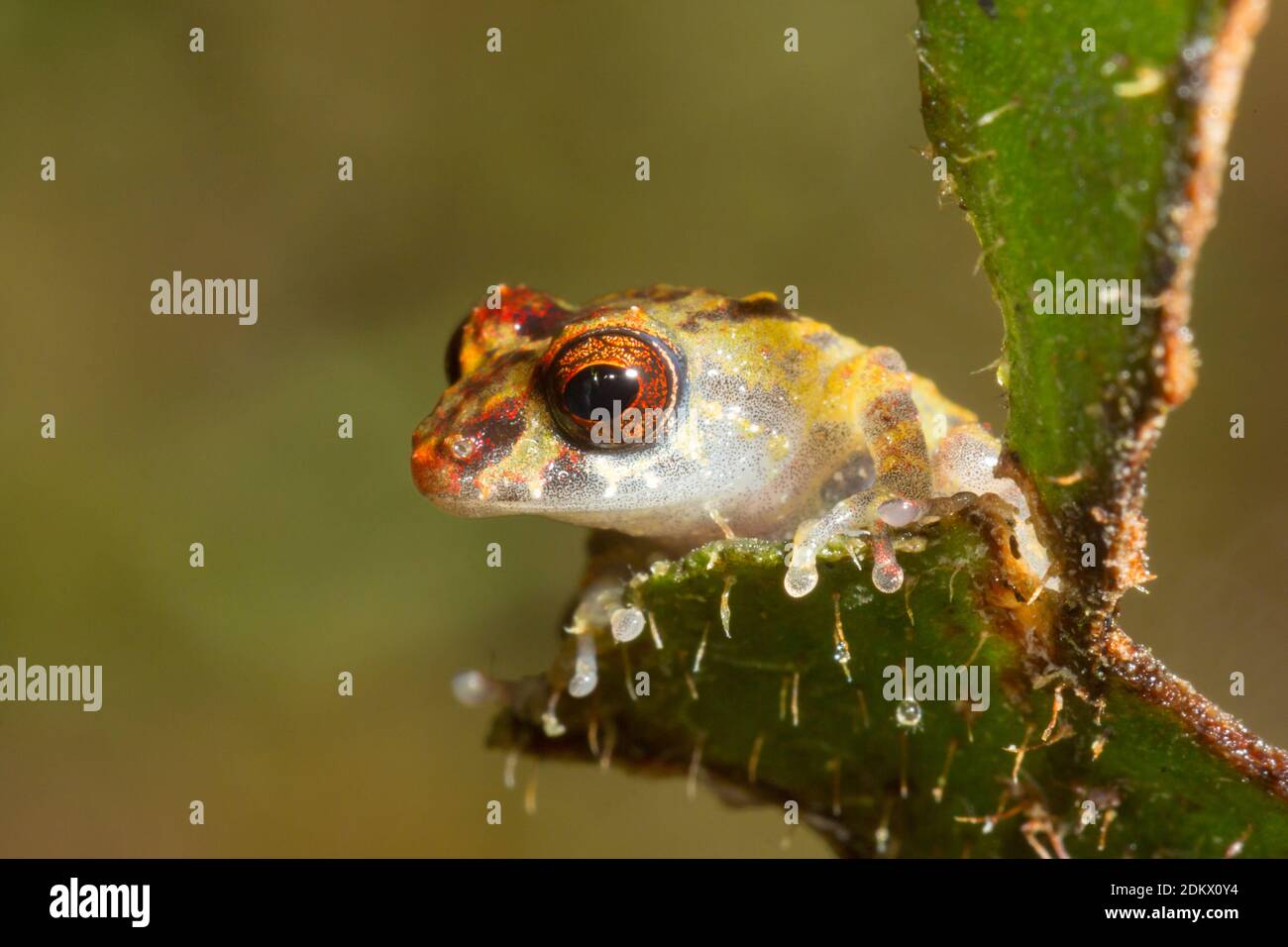 Una piccola rana Pristimantis minimus nella foresta pluviale montana nella Cordillera del Condor, l'Amazzonia ecuadoriana. Un'area di biodiversità eccezionalmente elevata Foto Stock