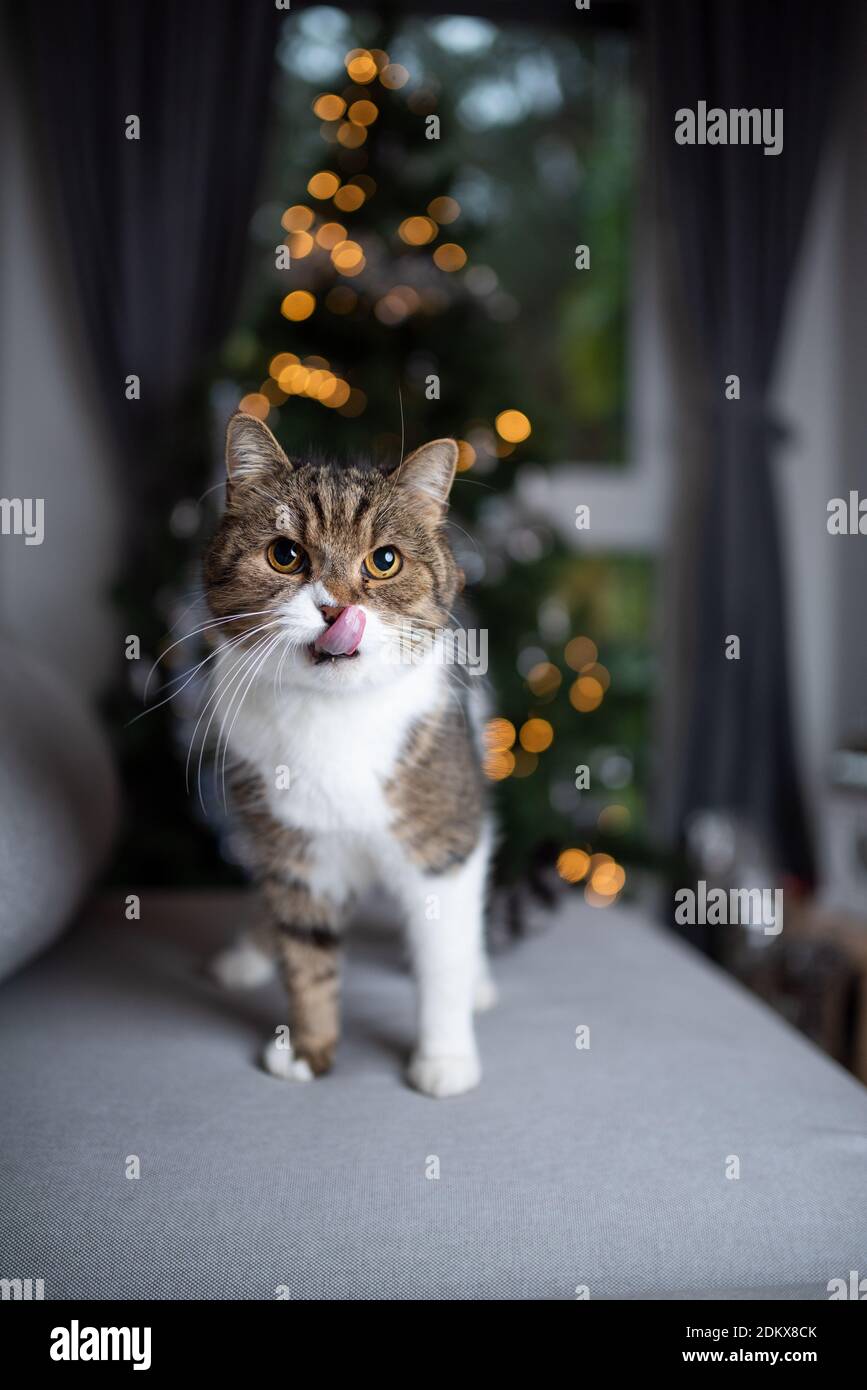 ritratto di un carino tabby bianco britannico shorthair gatto seduto sul divano di fronte ad albero di natale con luci bokeh leccare sulle labbra Foto Stock