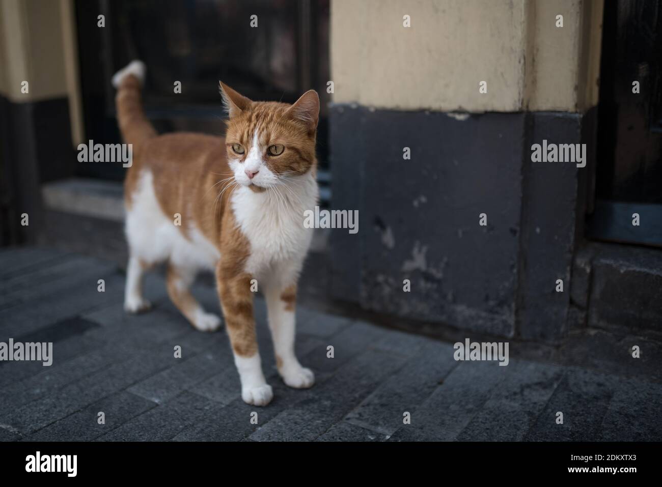 Curioso lo zenzero cat di fronte a una casa nella città vecchia di Amsterdam Foto Stock