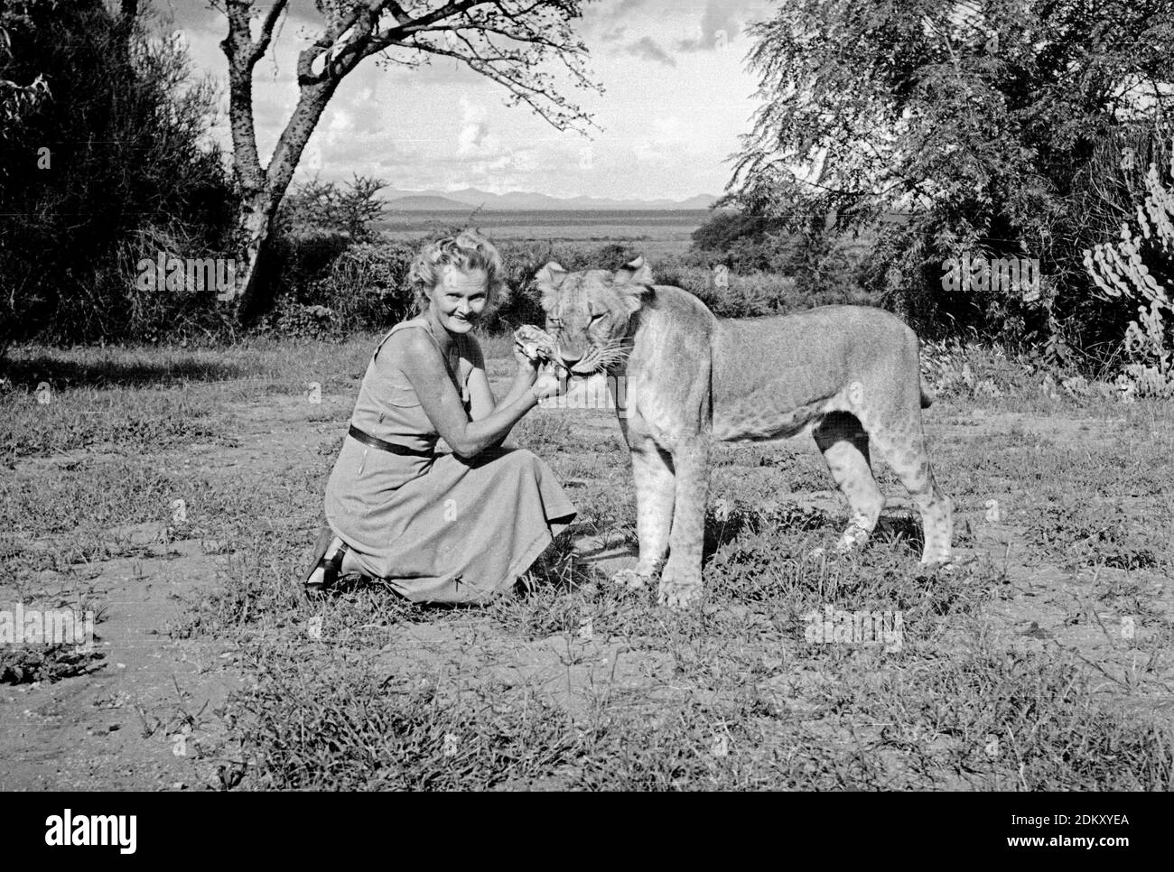 Joy Adamson autore di Born Free con Elsa la leonessa sul prato a Elsamere, Lago Naivasha, Kenya. Un'immagine originale di Joy Adamson Born Free Photo Collection per lo più prese dal 1940 agli inizi degli anni '60 in Kenya. Foto Stock