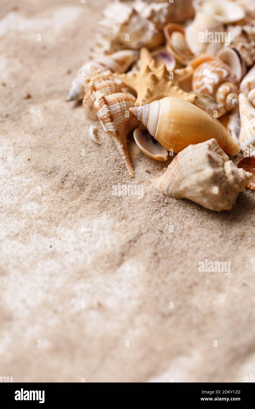 Conchiglie di molti tipi e dimensioni si trovano nella sabbia. Posiziona per il testo. Foto Stock