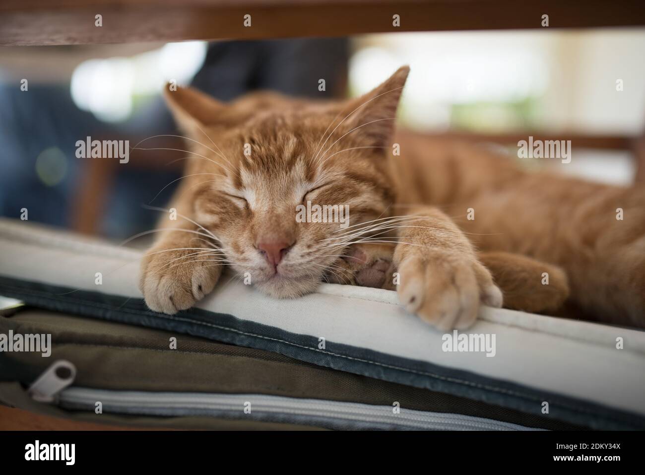 Lo zenzero turco gatto randagio ralxing sulla sedia in hotel Foto Stock