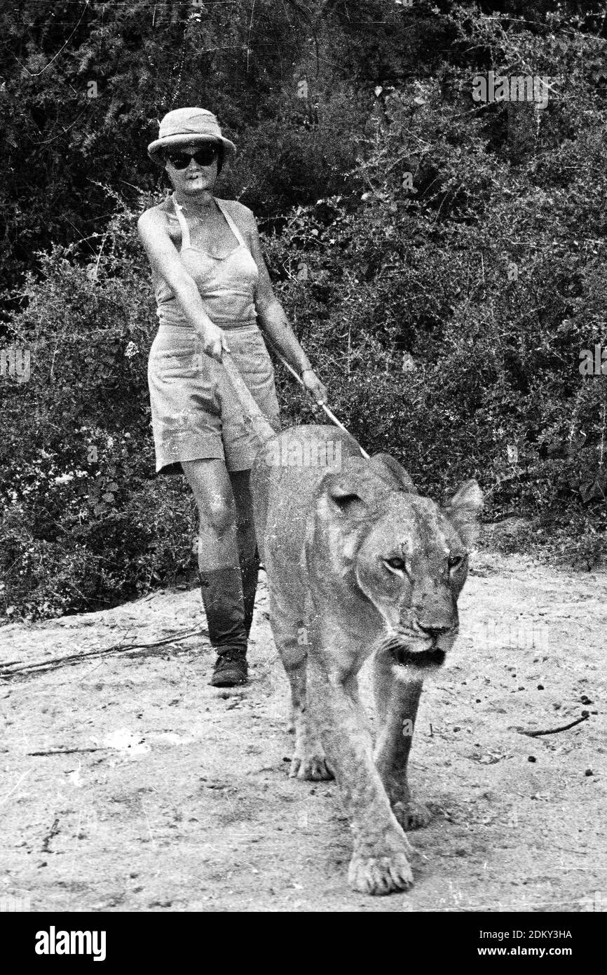 Joy Adamson, autore di Born Free Walking con la leonessa Elsa in testa in Kenya Foto Stock