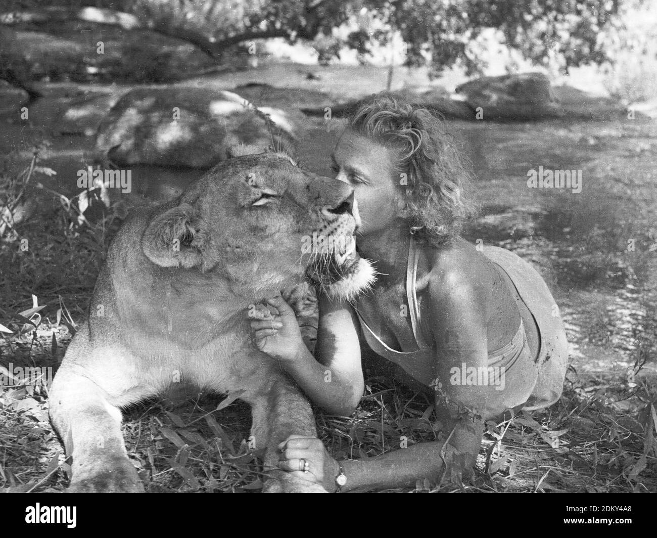 Gioia Adamson coccolarsi fino a Elsa la leonessa di Born Free fame, Kenya Foto Stock