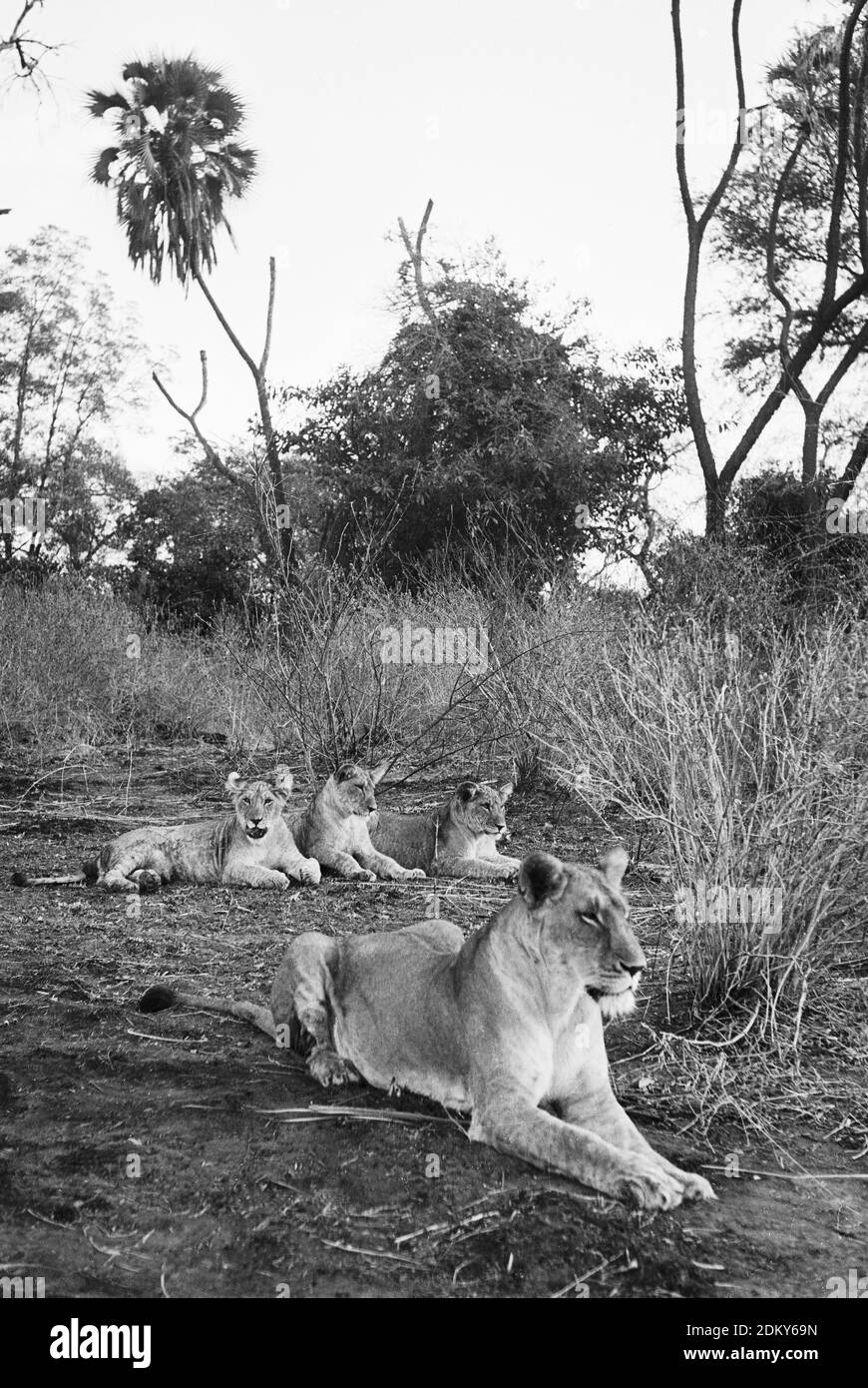 Elsa la leonessa e i cubetti di gioia Adamson è nato libero Storia che giace cespuglio nel luogo di accampamento bruciato in Kenya Foto Stock