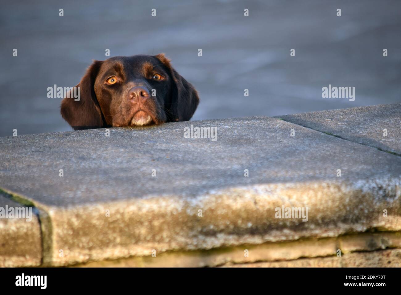 Faccia del cane labrador che raggiunge il picco da dietro un muro grigio Foto Stock