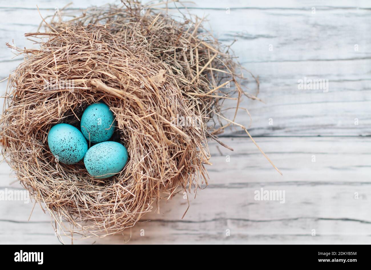 Nido reale con le uova di uccello colorate e puntinate di blu su un rustico sfondo di legno bianco. Vista dall'alto, disposizione piatta. Messa a fuoco selettiva con sfondo sfocato. Foto Stock