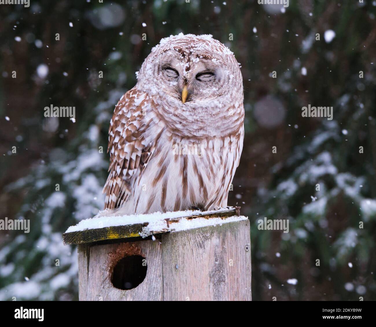 Barred Owl, Strix varia, con gli occhi chiusi seduti su una casa di uccello in legno come una leggera neve fiocchi inizia a cadere su di essa. Foto Stock