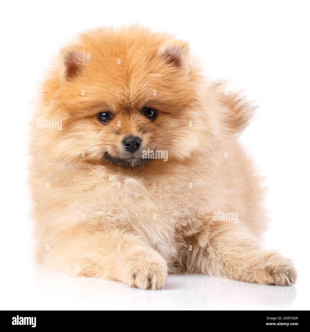 Cucciolo di Pomerania in studio su sfondo bianco. Foto Stock