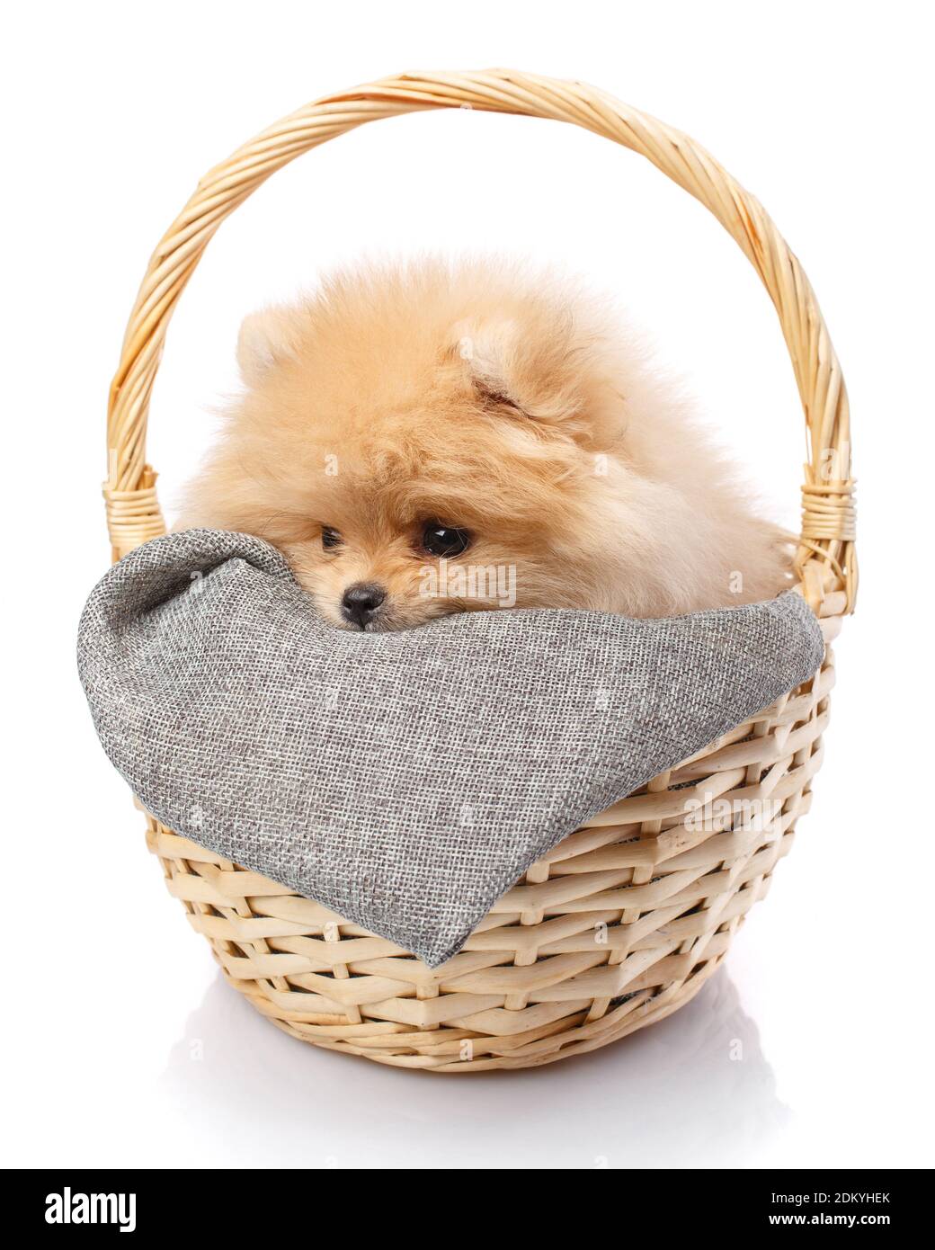 Pomeranian puppy triste guardando via seduto in un cesto di vimini. Foto Stock