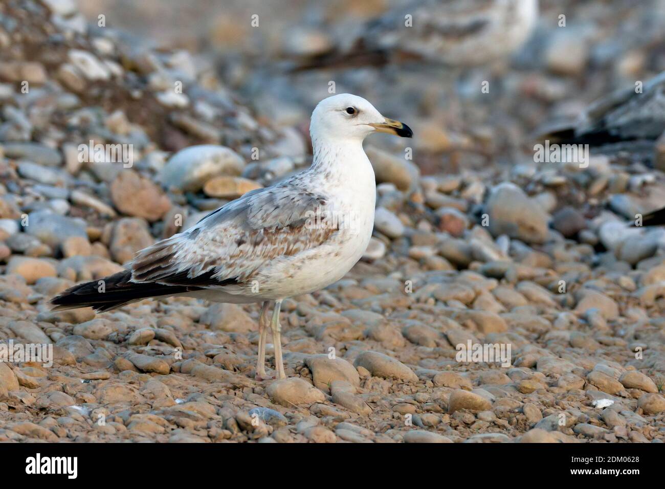 Gull armeno immaturo in piedi sul terreno. Foto Stock