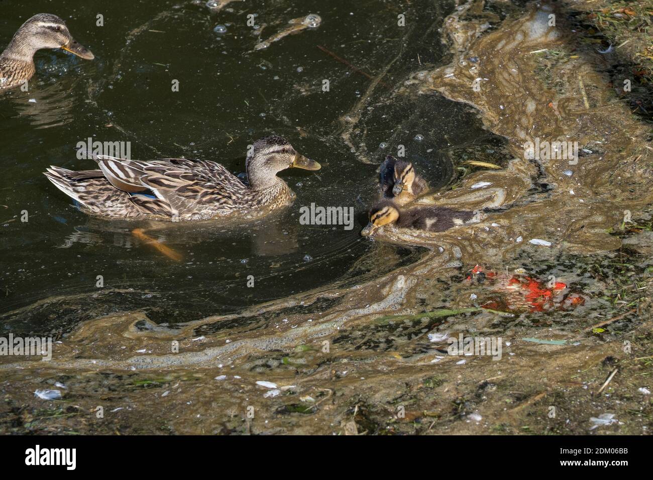 Una femmina Mallard Duck e le sue anatroccoli sul lago Trenance Boating in Trenance Gardens a Newquay in Cornwall Anas platyrhynchos. Foto Stock