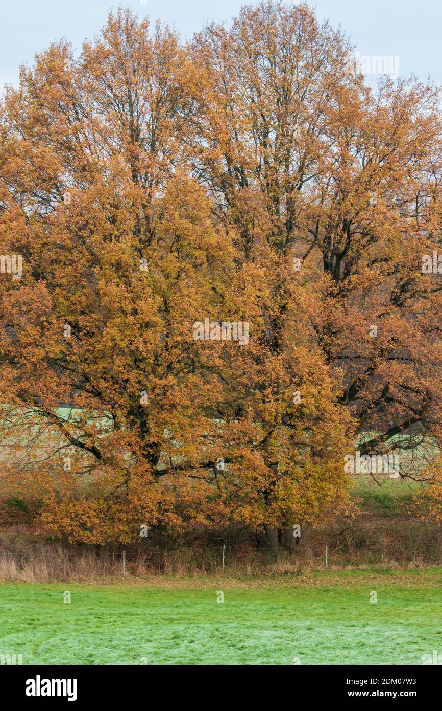 Escursione nella regione di Osnabrück vicino a Melle-Neuenkirchen sulla Terra.Track Königsbrück. È una fredda giornata autunnale con brina sui prati e sui campi. Foto Stock