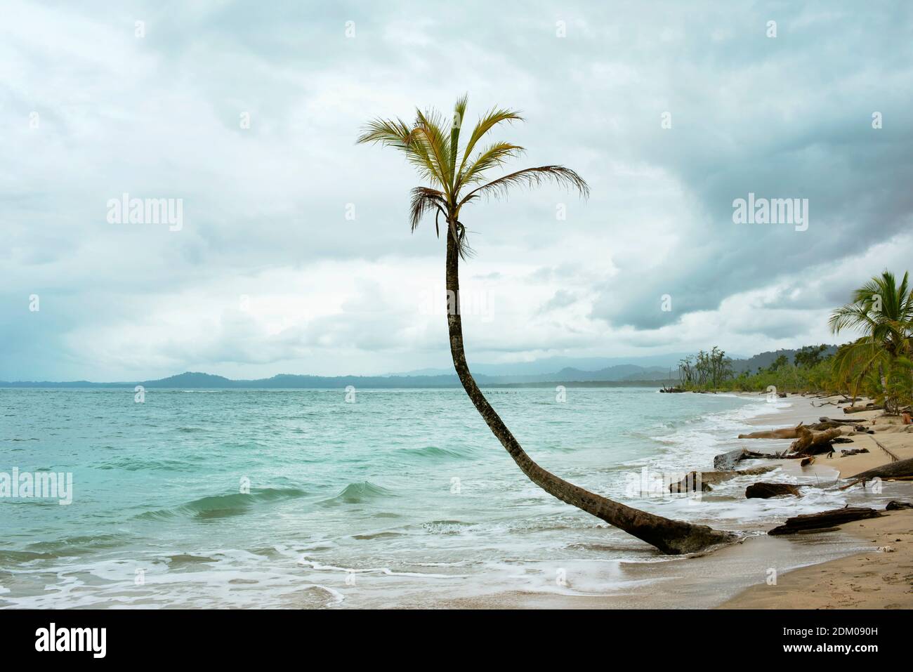 Palma morente con fronte danneggiato dal mare. Cahuita National Park, Costa Rica. Dic 2018 Foto Stock