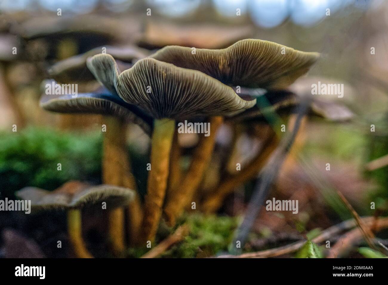 Primo piano di funghi marroni freschi che crescono nei boschi in autunno Foto Stock