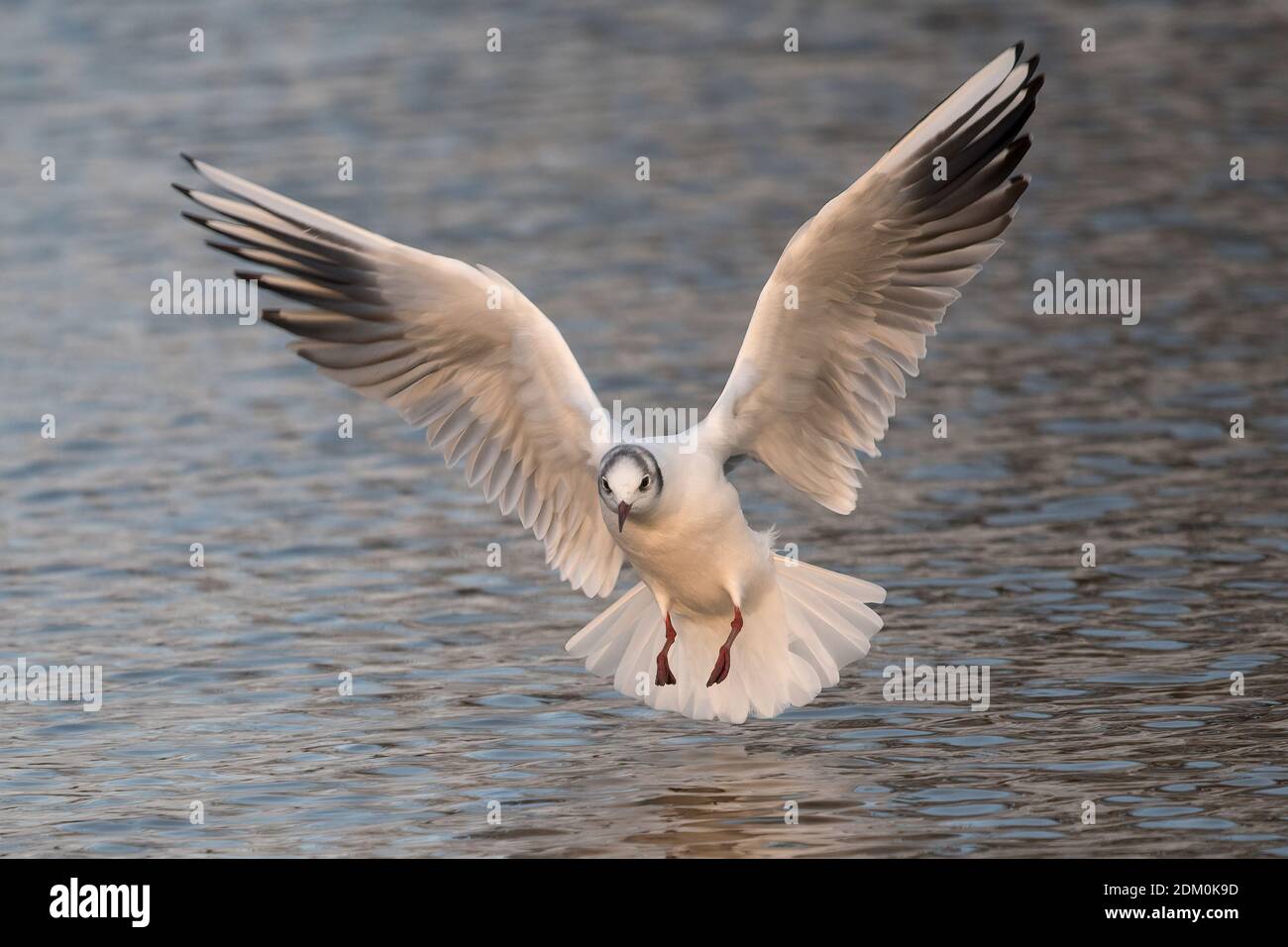 Gabbiano testa nera dell'adulto invernale in angelo come posa Foto Stock