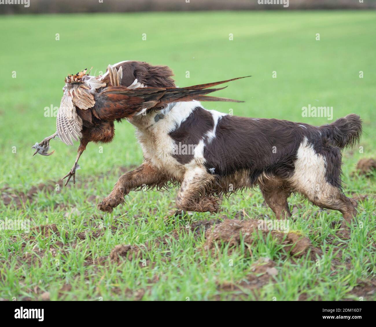 Spaniel dello squillo inglese che recupera un fagiano sparato su un tiro Foto Stock