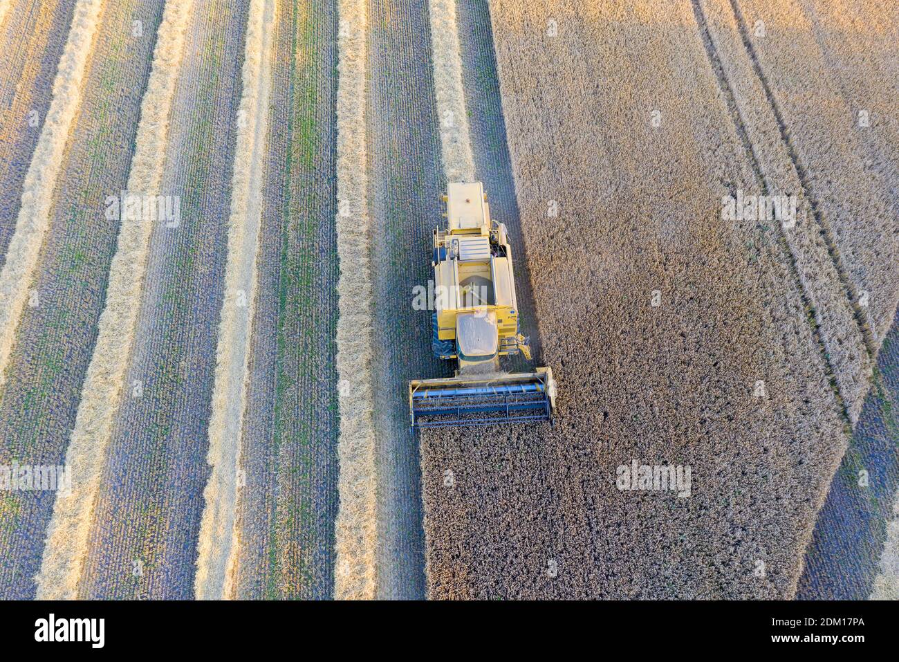 Mietitrebbiatrice e un trattore che raccoglie il grano su un campo, Jutland, Danimarca. Foto Stock