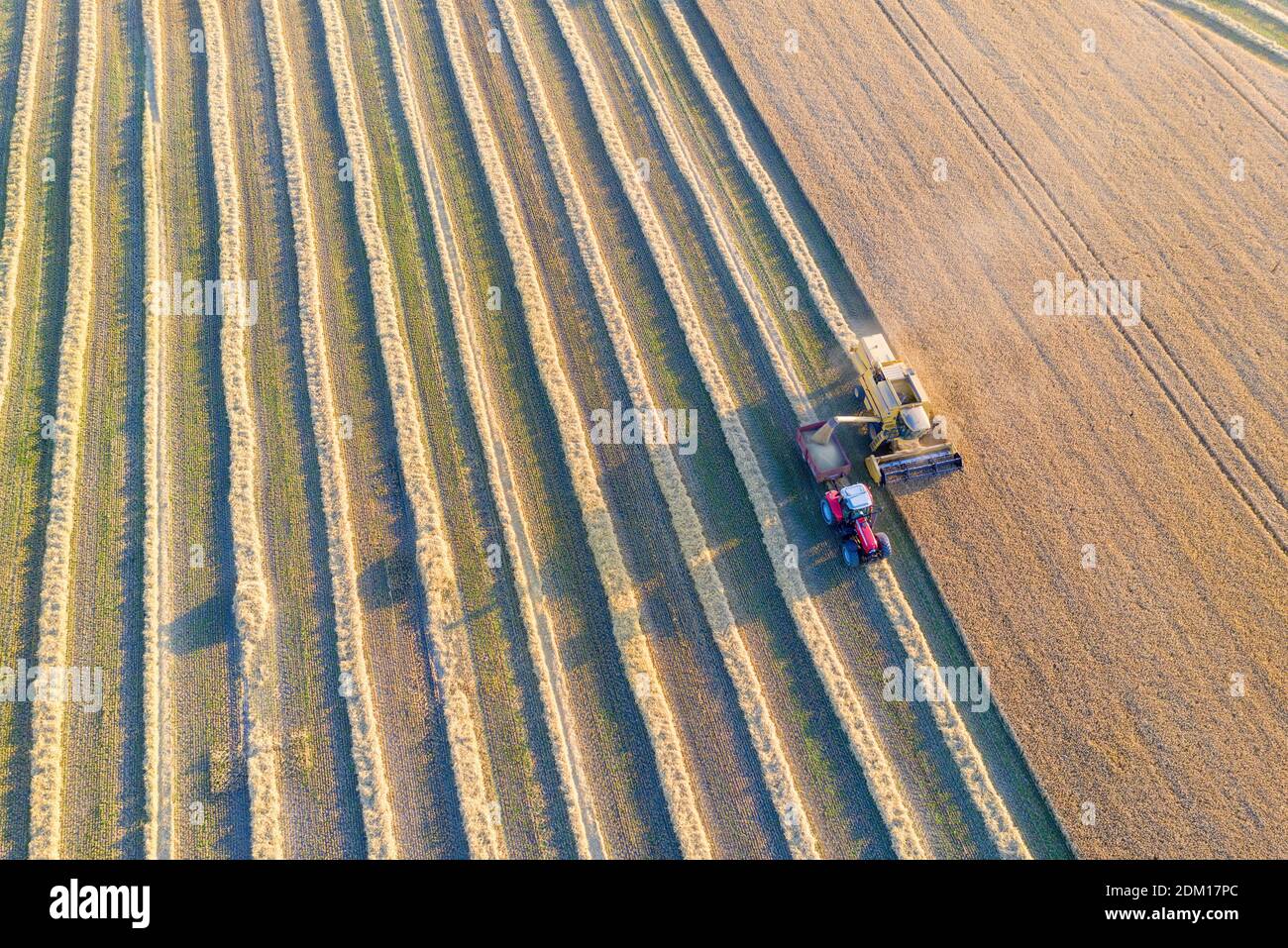 Mietitrebbiatrice e un trattore che raccoglie il grano su un campo, Jutland, Danimarca. Foto Stock