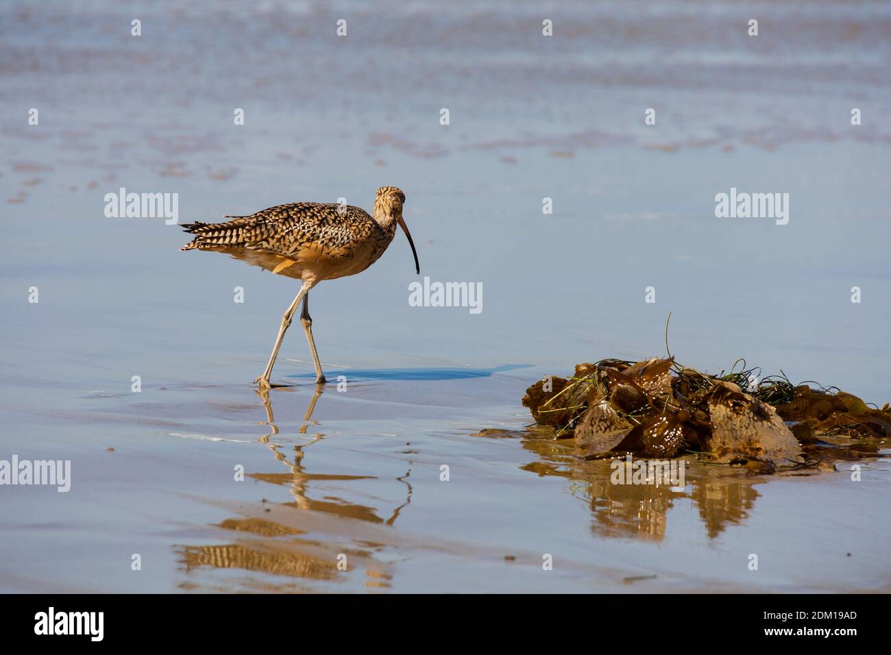 American lungo Curlew fatturati, Numenius americanus, la spiaggia di Santa Monica, California, Stati Uniti d'America. Stati Uniti d'America. Ottobre 2019 Foto Stock