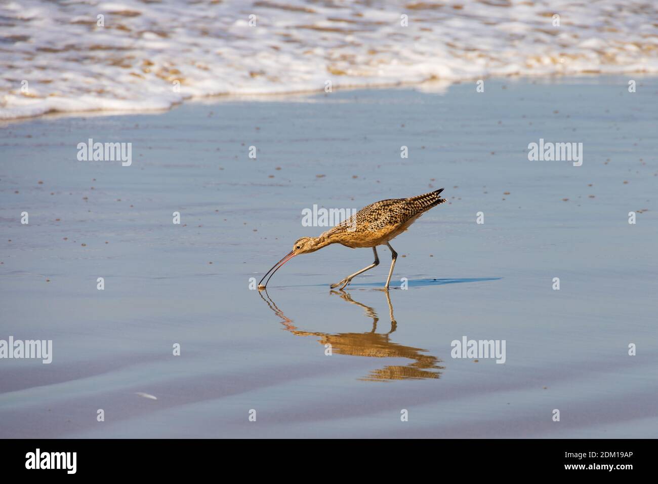 American lungo Curlew fatturati, Numenius americanus, la spiaggia di Santa Monica, California, Stati Uniti d'America. Stati Uniti d'America. Ottobre 2019 Foto Stock