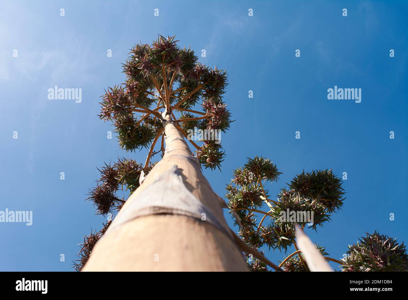 agave flower, vista orizzontale dal basso con grande fioritura, con sfondo blu cielo e abbagliamento da sole, pianta succulente, Foto Stock