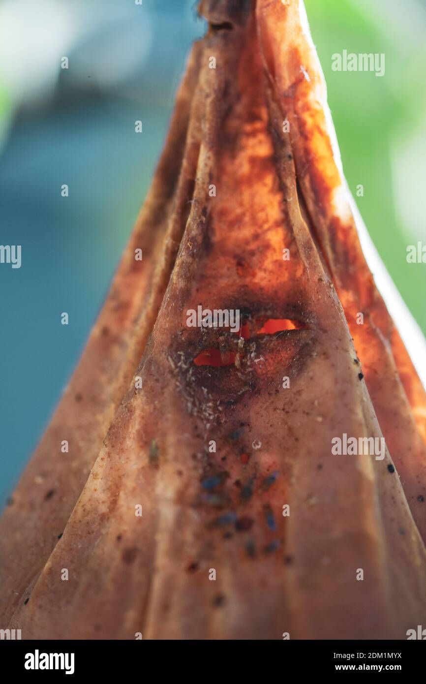 Foglie di rami e frutti di pera colpiti da macchie arrugginite di arancio e crescite a forma di corno con spore del fungo Gymnosporangium sabinae in un giardino di casa umana. Foglie di pera con infestazione di ruggine di pera. Foto Stock