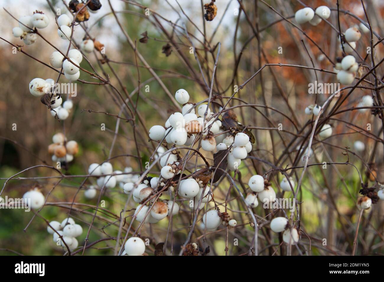 Piante di albus di Symphoricarpos (Snowberry) nel dicembre 2020, autunno Foto Stock