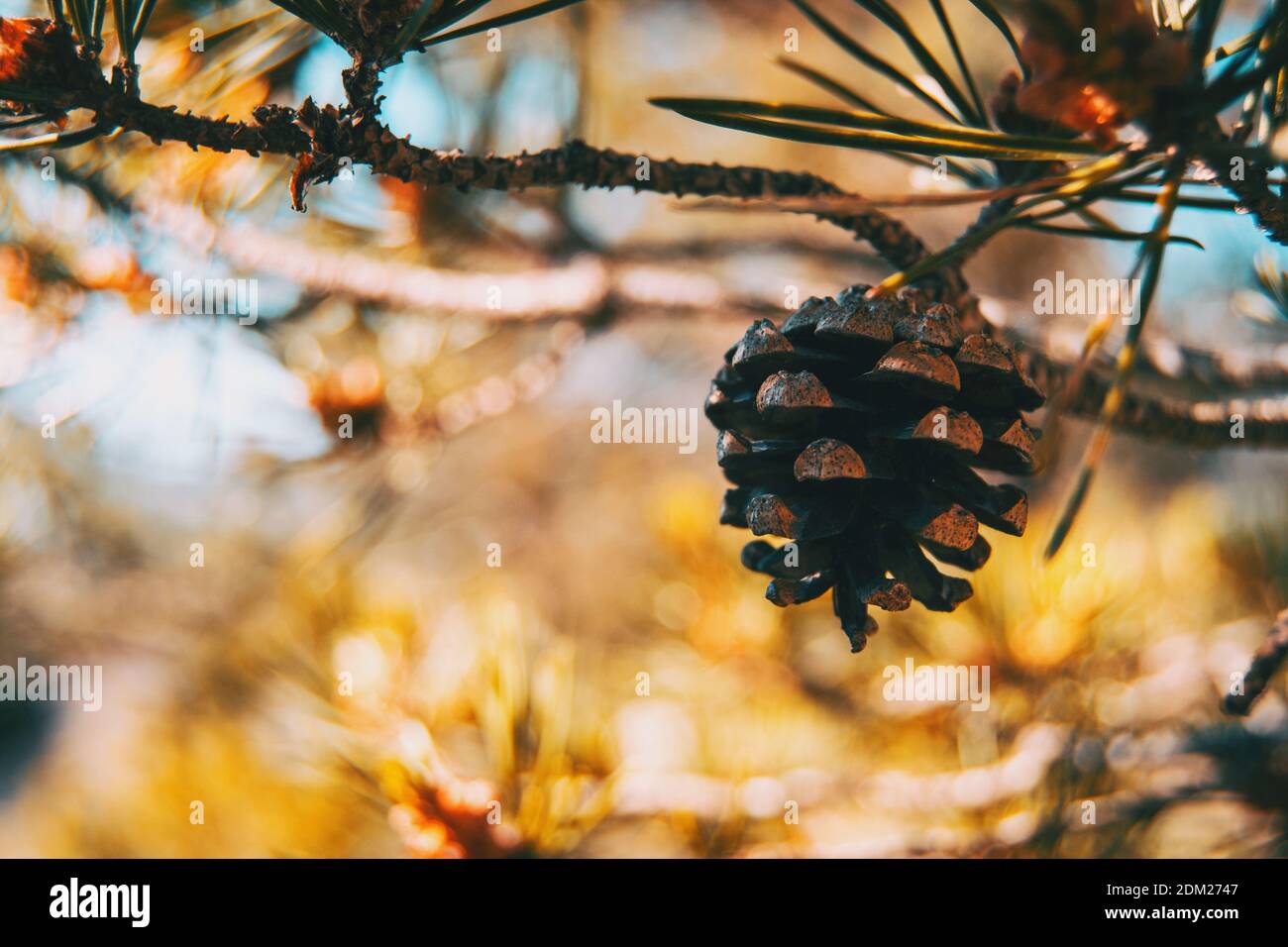 un cono di pino su un albero nel mezzo di natura illuminata dalla luce solare Foto Stock
