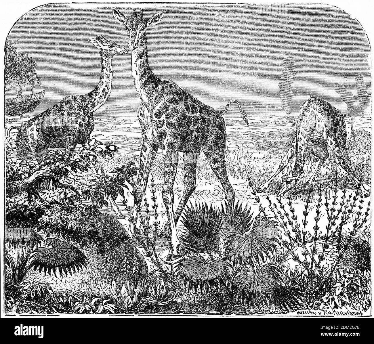 Incisione di un gruppo di giraffe che navigano nelle pianure di Africa Foto Stock