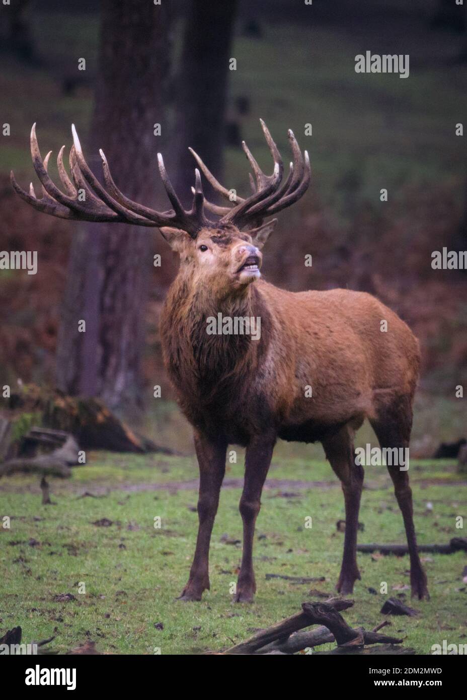 Muensterland, NRW, Germania. 16 Dic 2020. Un impressionante cervo rosso (cervus elaphus, maschio) nel suo caldo pelliccia d'inverno vagano nel bosco gelido della Riserva Naturale di Granat, nella campagna del Muensterland. Il tempo è destinato a girare più sunnier e mite per dicembre. Credit: Imageplotter/Alamy Live News Foto Stock