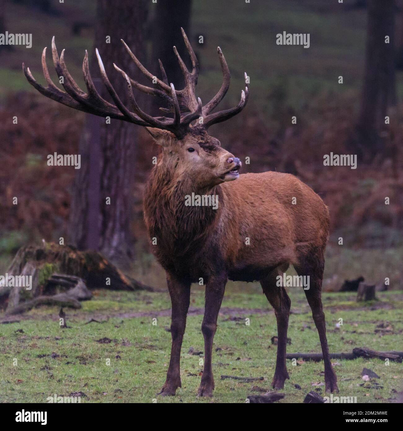 Muensterland, NRW, Germania. 16 Dic 2020. Un impressionante cervo rosso (cervus elaphus, maschio) nel suo caldo pelliccia d'inverno vagano nel bosco gelido della Riserva Naturale di Granat, nella campagna del Muensterland. Il tempo è destinato a girare più sunnier e mite per dicembre. Credit: Imageplotter/Alamy Live News Foto Stock