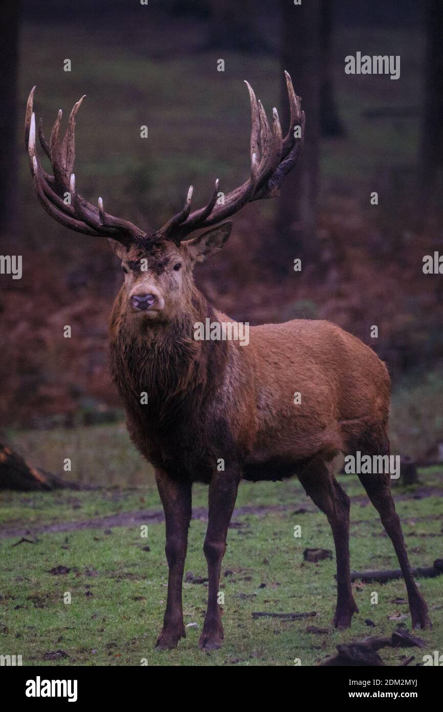 Muensterland, NRW, Germania. 16 Dic 2020. Un impressionante cervo rosso (cervus elaphus, maschio) nel suo caldo pelliccia d'inverno vagano nel bosco gelido della Riserva Naturale di Granat, nella campagna del Muensterland. Il tempo è destinato a girare più sunnier e mite per dicembre. Credit: Imageplotter/Alamy Live News Foto Stock